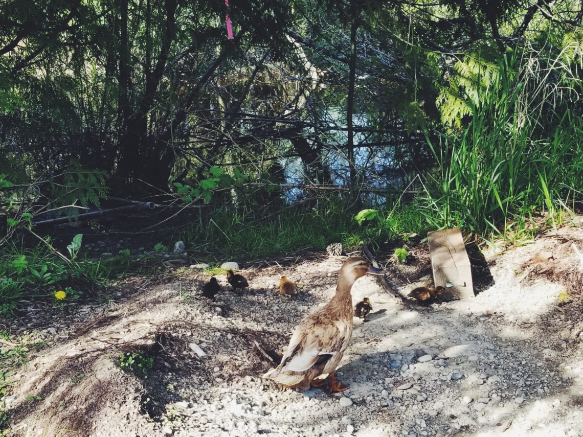 2018-04-28 07.56.19 1.jpg