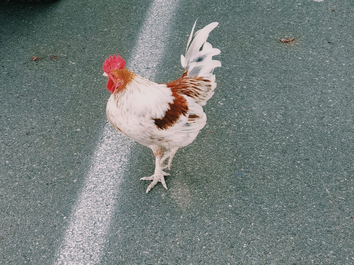 2018-04-28 07.56.15 1_1.jpg