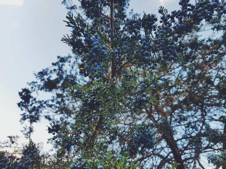 2017-10-16 09.14.47 1.jpg