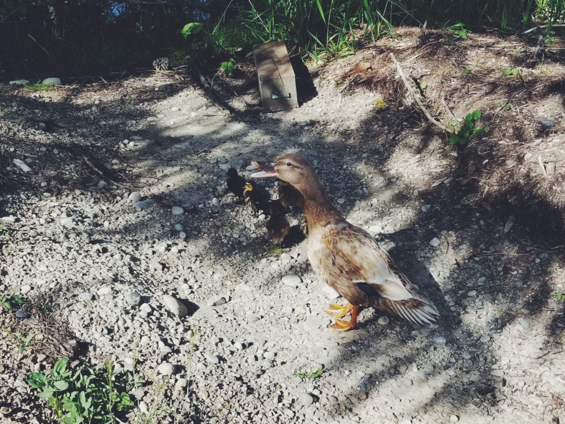 2018-04-28 07.56.21 1_1.jpg