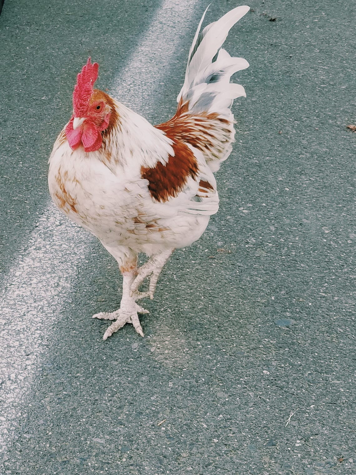 2018-04-28 07.56.14 1.jpg