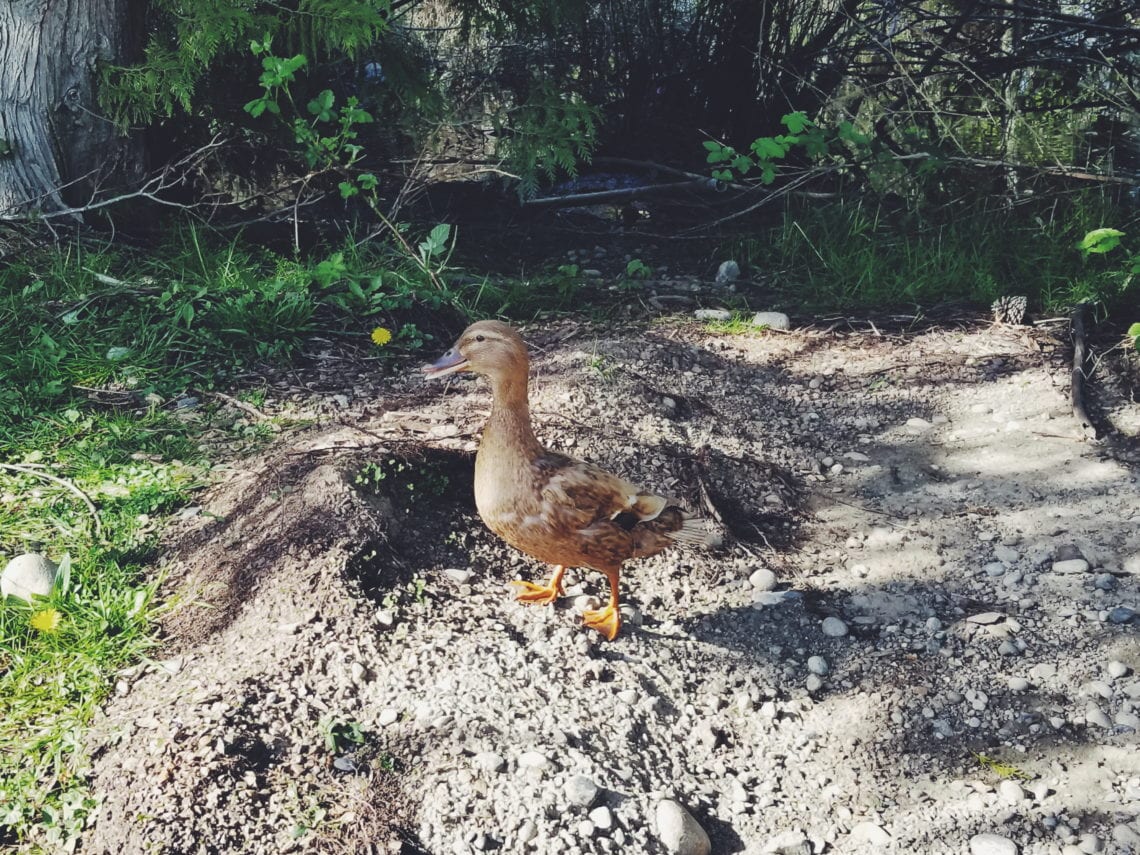 2018-04-28 07.56.17 1.jpg