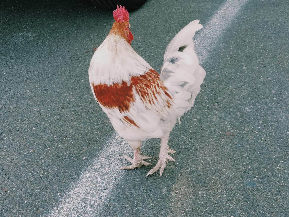 2018-04-28 07.56.12 1_1.jpg