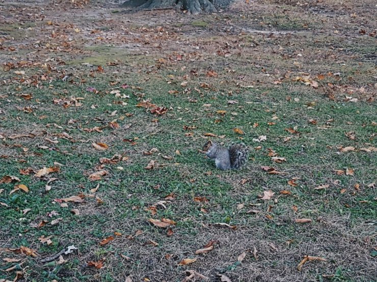 2017-11-04 06.32.24 1.jpg